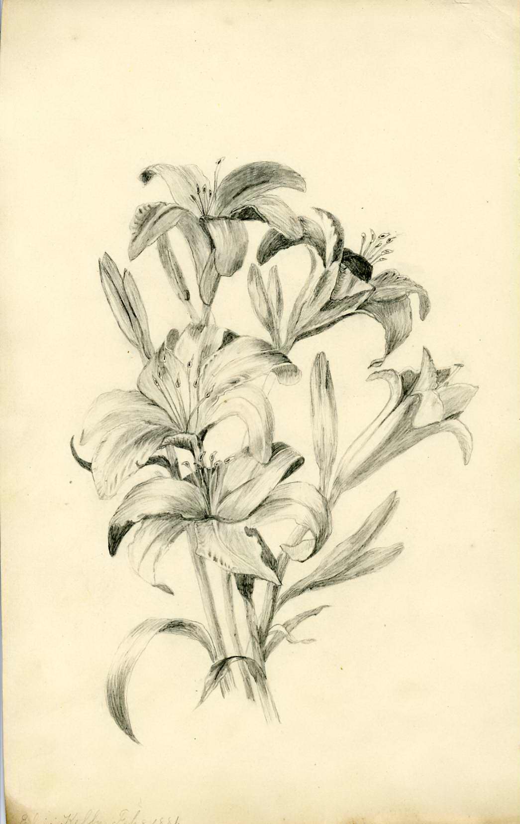 Black and white drawing of flowers