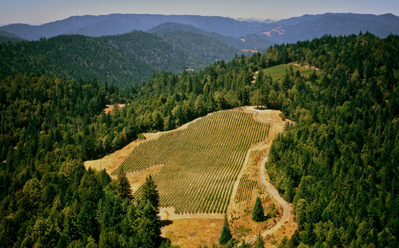 Aerial view of a vineyard on a ridge