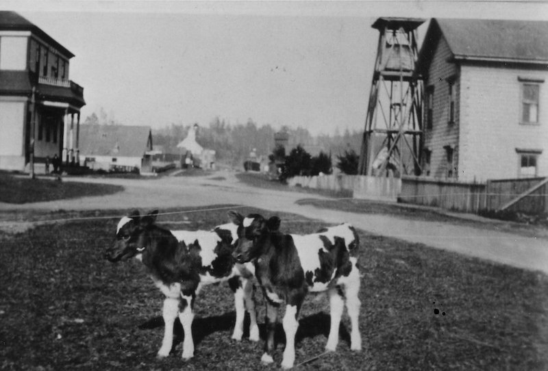 Two calves stand in a grassy area on an unpaved street