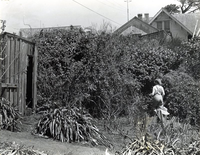 Woman cutting down overgrown blackberry plants and other weeds in garden. A small wooden garden shed is on the left, and a house is visible behind the tall camellia bushes.