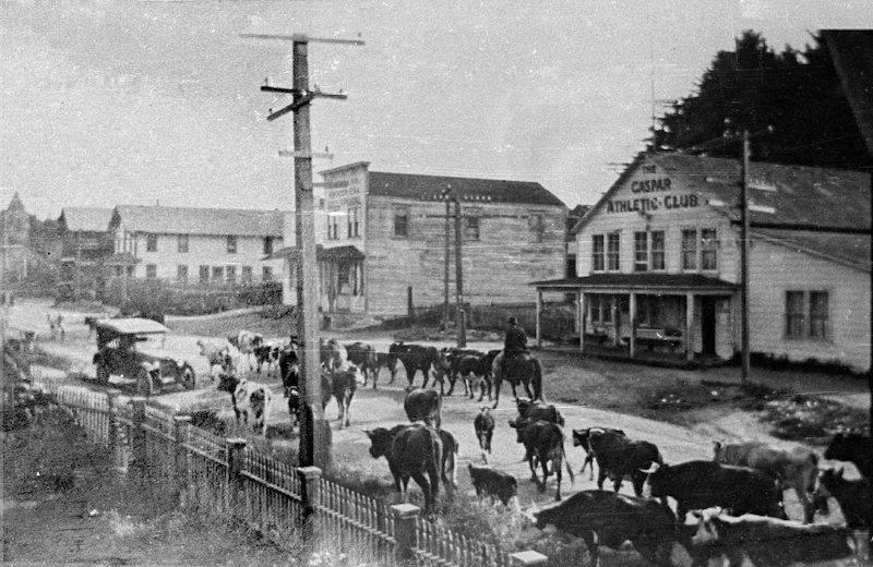 Cattle walking down historic street
