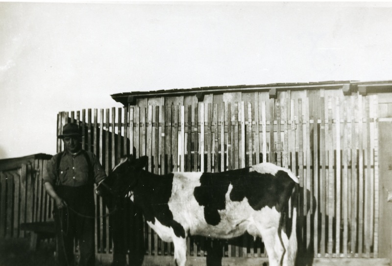 Man and black and white cow standing in front of fence