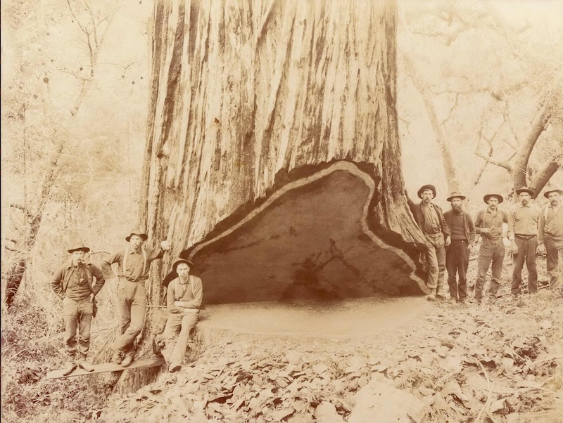 Men posing in front of a large redwood tree. The trunk has been partially chopped through.