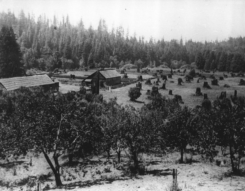 Elevated view of Fruit Trees and Farm Buildings