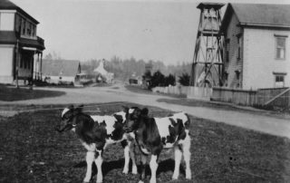 Two calves in the middle of a dirt road