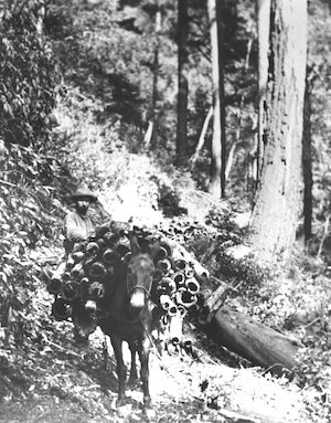 A man stands behind a mule loaded with bark in the forest