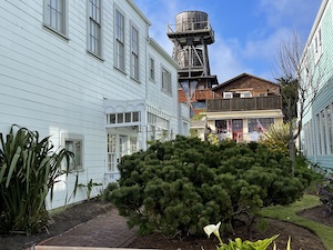 Plant-filled courtyard with brick sidewalk, bordered by houses with water tower in background