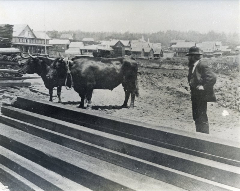 Two yoked oxen standing near stacks of lumber. Man in suit and bowler hat stands nearby.